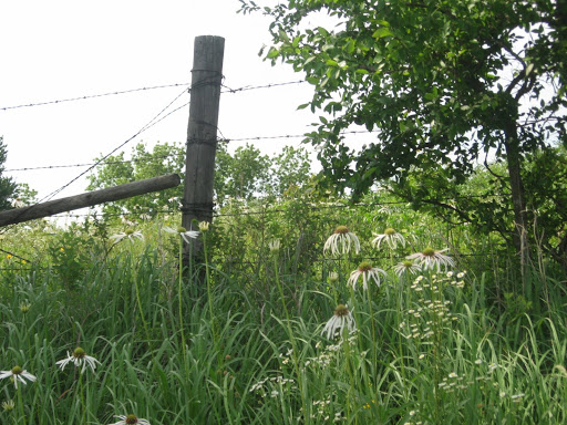 Coneflower Prairie Squaredance