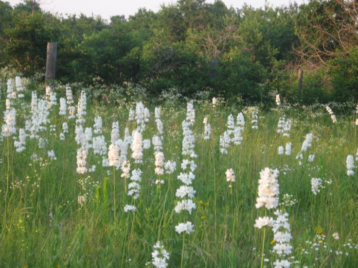 86167-rose27spicnic003