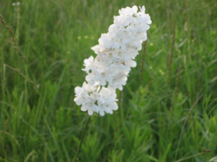 8f23a-rose27spicnic005