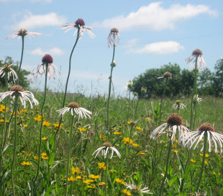 d3dd3-coneflowers031