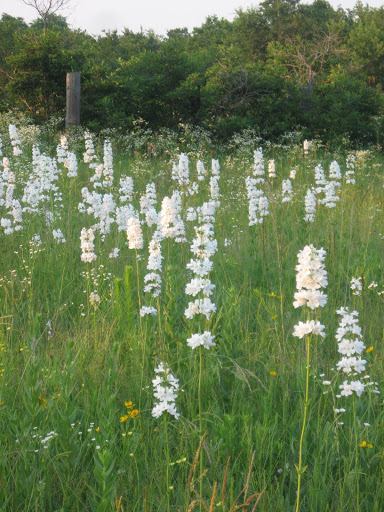 Prairie Wilflowers
