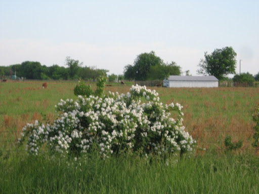Taming the Wild Prairie