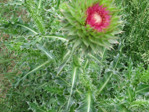 Barefoot in the Prairie Grasses