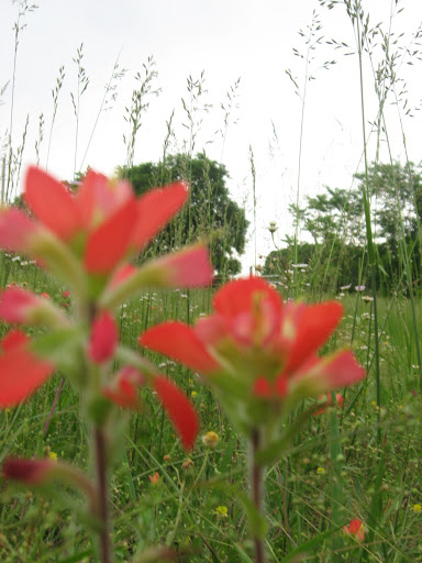 Indian Paintbrushes Blooming