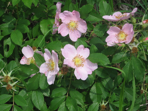 Pink Prairie Posies
