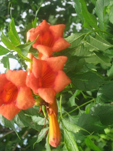 Trumpet Vine