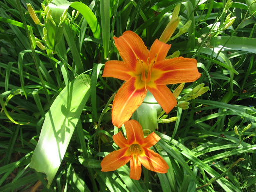 Impressions of an Old Farm