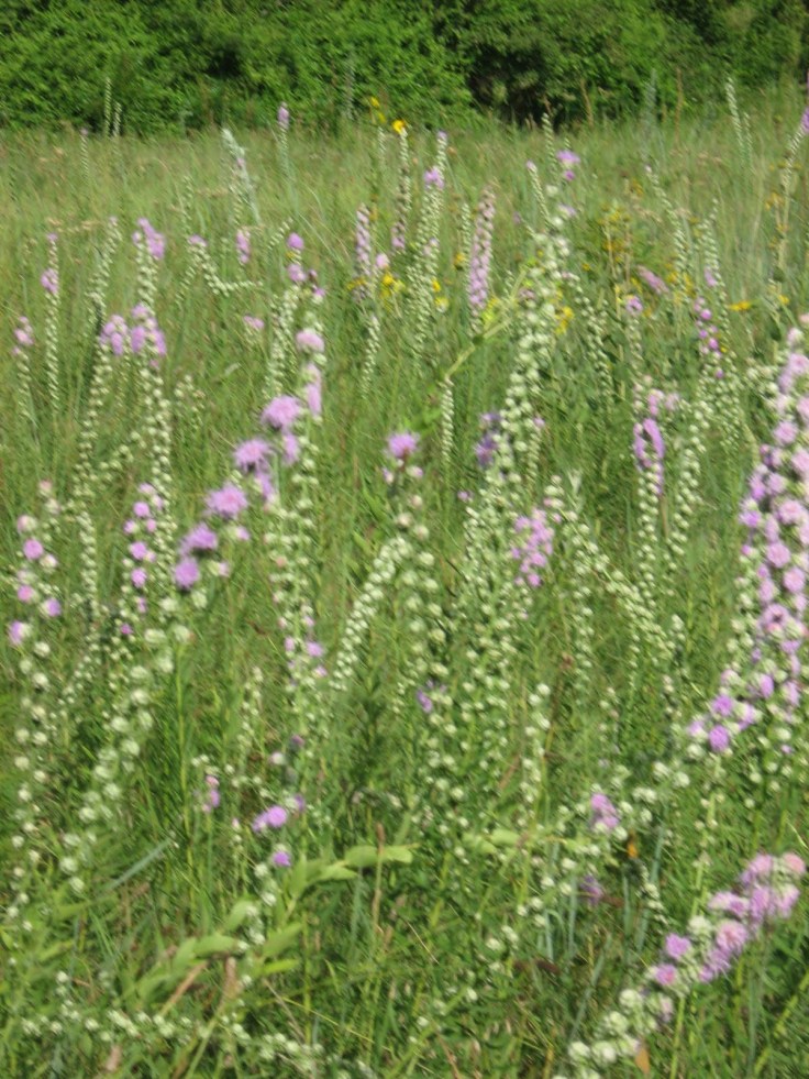 03feb-peachesandflowersfield088