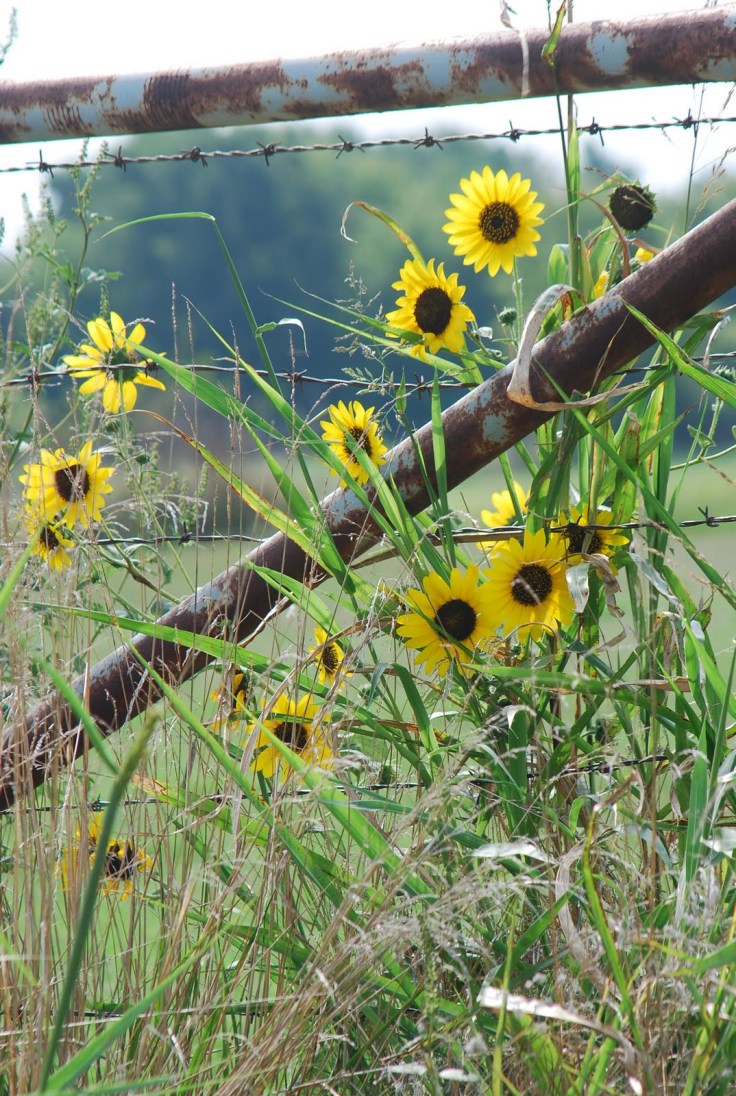 45b1c-sunflowersfallorchidspink101