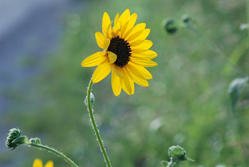Yellow Sunflowers and Delightful Cows