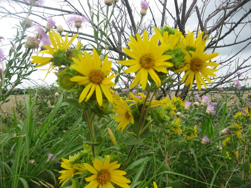 Rock Creek Buffalo Ranch