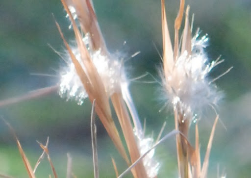 Hay Fields and Hawks
