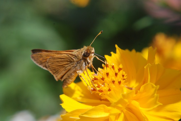 57f13-arkansaspicturesjuly2012275