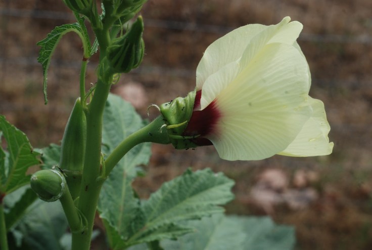 e4252-okraflowersandcactus043