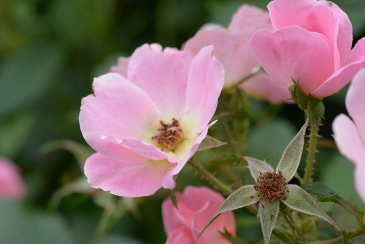 UNADJUSTEDNONRAW_thumb_fff0