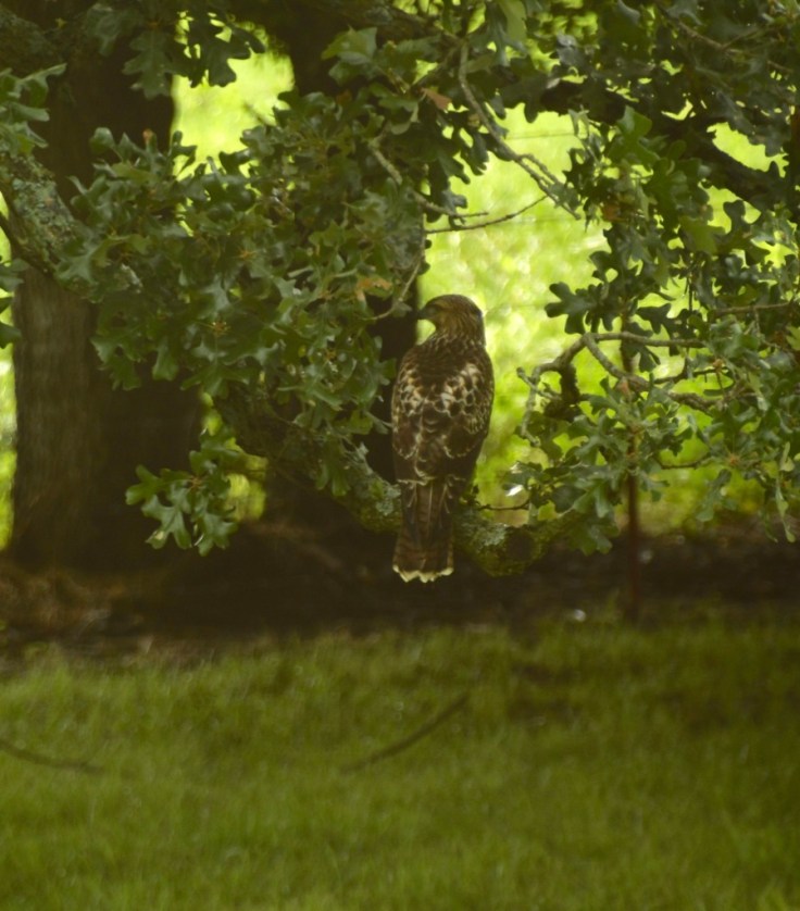 jX0O7bxpTKiDhOFSDf8H6g_thumb_10195