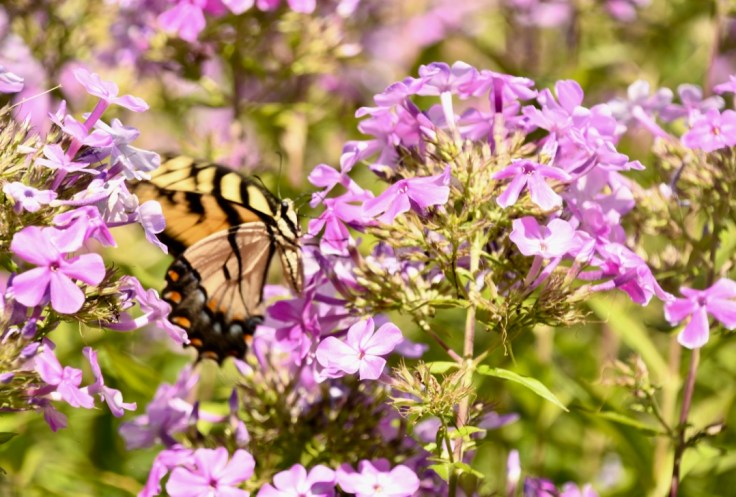 LLOxCMfES4WzeJoH3Bwtkg_thumb_101bc