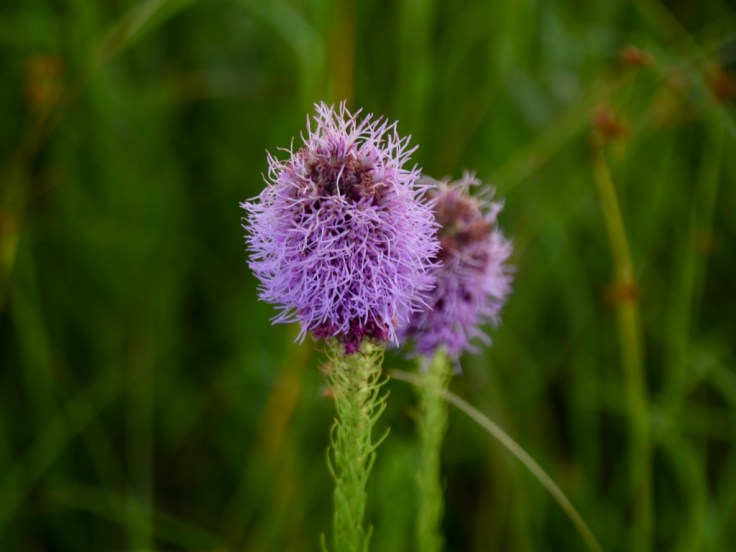 O9bqR8+WQeex0USIbdOOaA_thumb_1020b