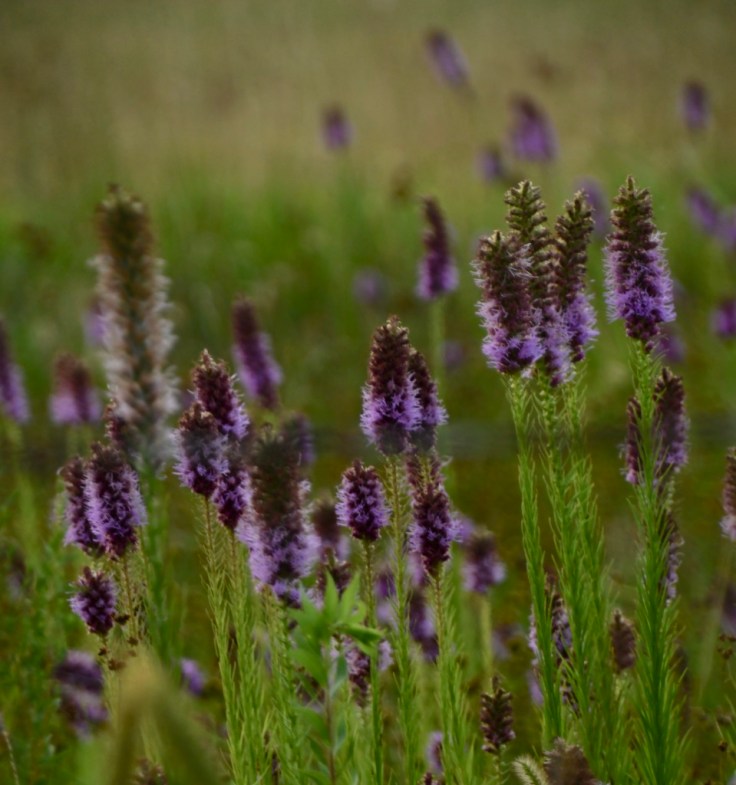 tt6t2NxES%ifbRAj68rSUQ_thumb_10214