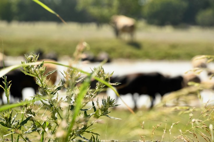 dgC%j0eiSoeZ9c0CBJpknA_thumb_1045f