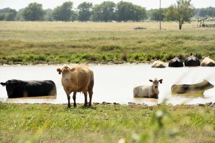 iFJIhbGXT7S7JVvadmiewA_thumb_10458