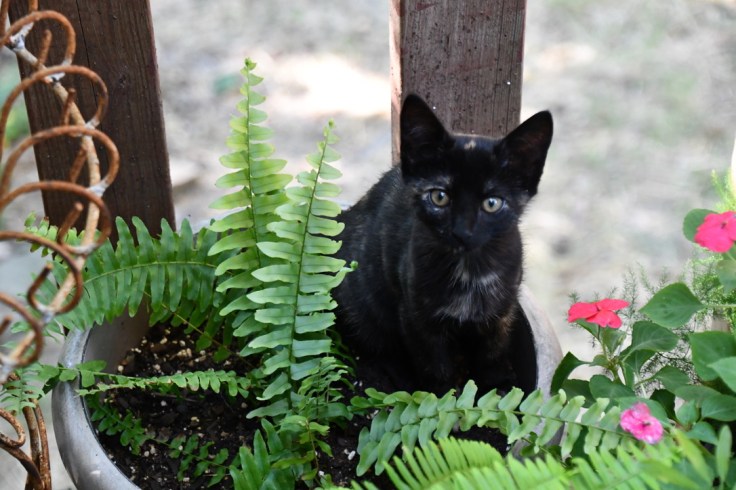 UNADJUSTEDNONRAW_thumb_1029e