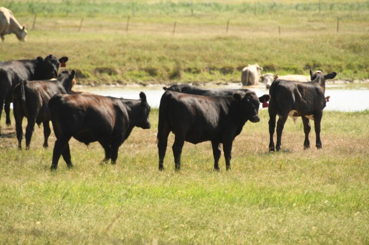 UNADJUSTEDNONRAW_thumb_10455