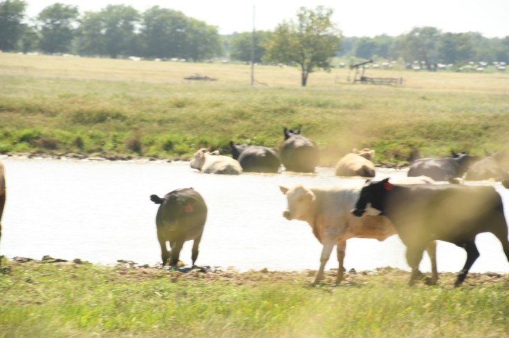 UNADJUSTEDNONRAW_thumb_1045e