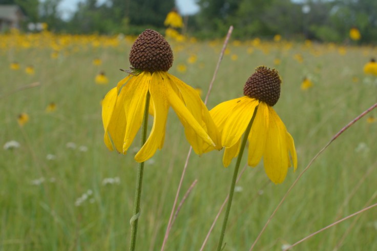 UNADJUSTEDNONRAW_thumb_e3ff