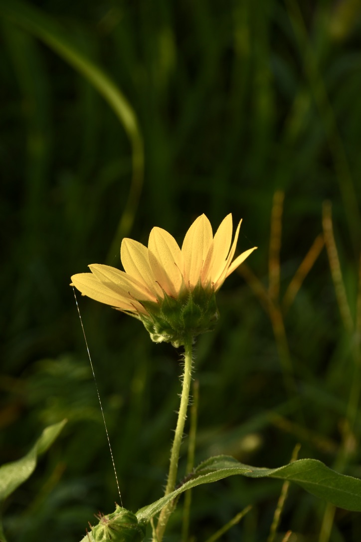 c2apr6EaRMGN4f3ficCfnA_thumb_1051a