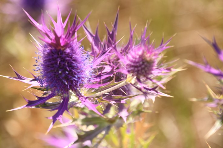 UNADJUSTEDNONRAW_thumb_10597