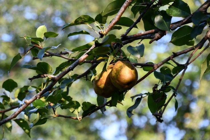 UNADJUSTEDNONRAW_thumb_105dc