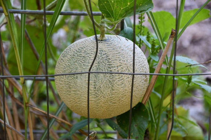 UNADJUSTEDNONRAW_thumb_10650