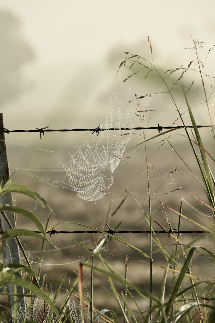 vqmCGlszR0iGl2DXws%vzg_thumb_10506